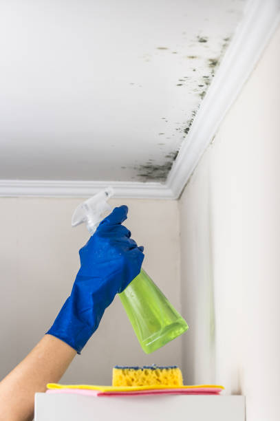 Best HVAC Mold Remediation in Brookings, OR